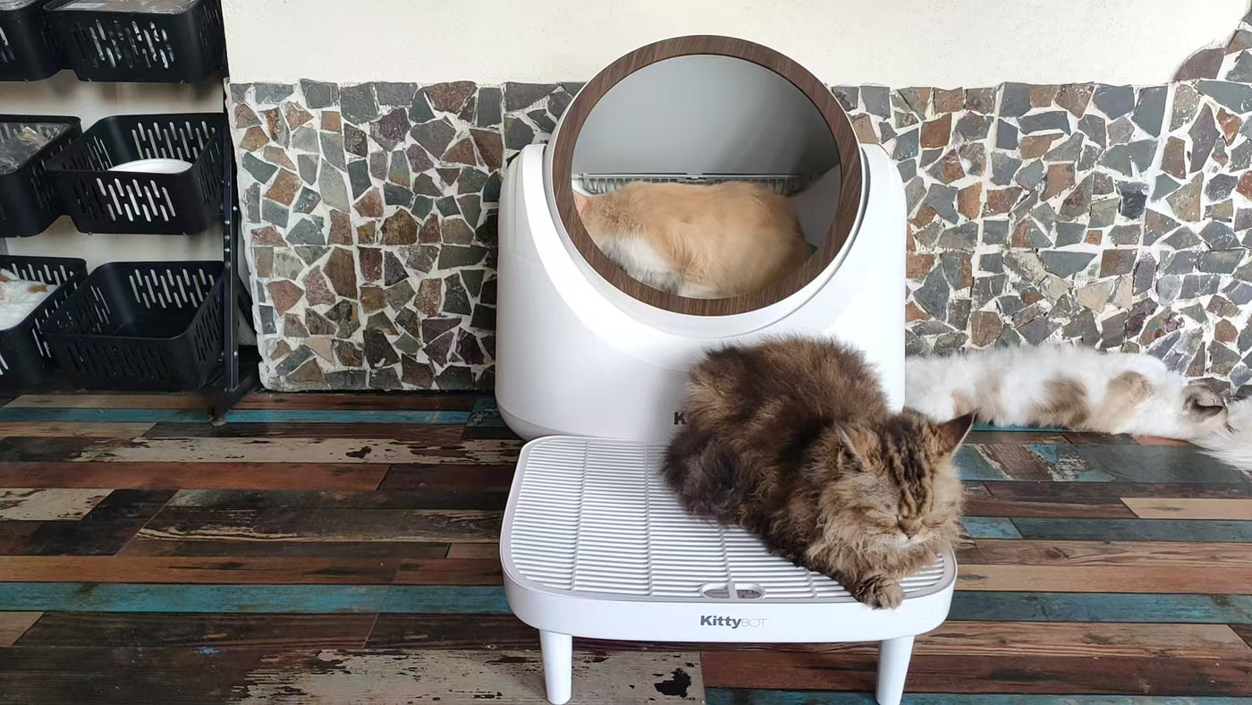 KittyBOT testing in an active multi-cat environment
