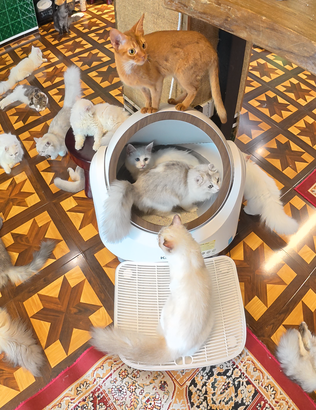 KittyBOT Automatic Cat Litter Box in a warm home setting