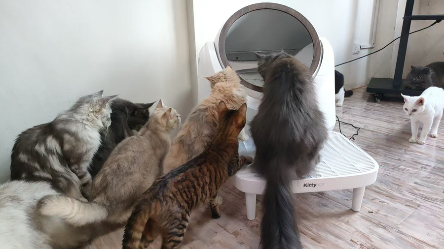 KittyBOT real-world testing