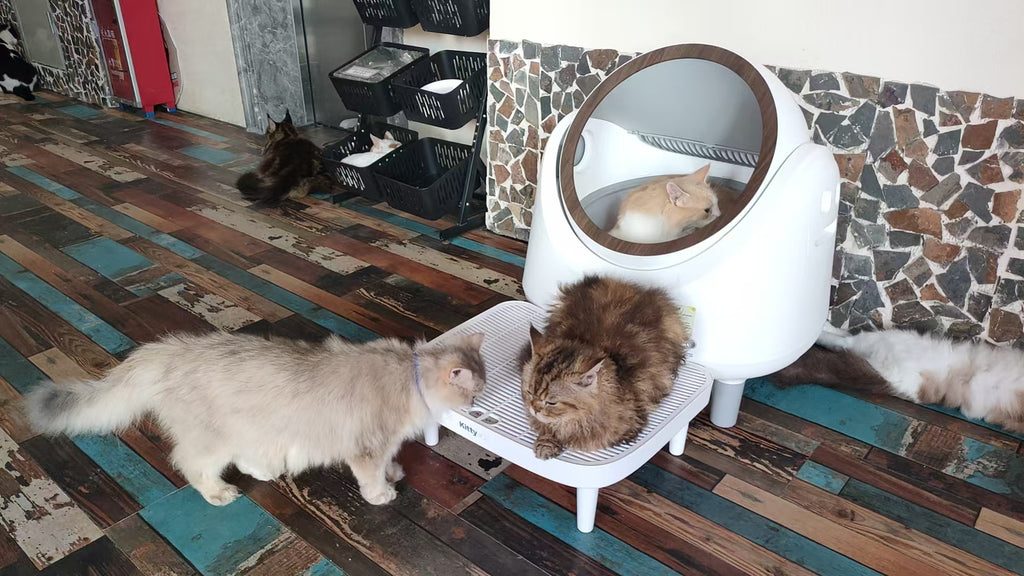 KittyBOT Litter Box + Hygiene Step Bundle