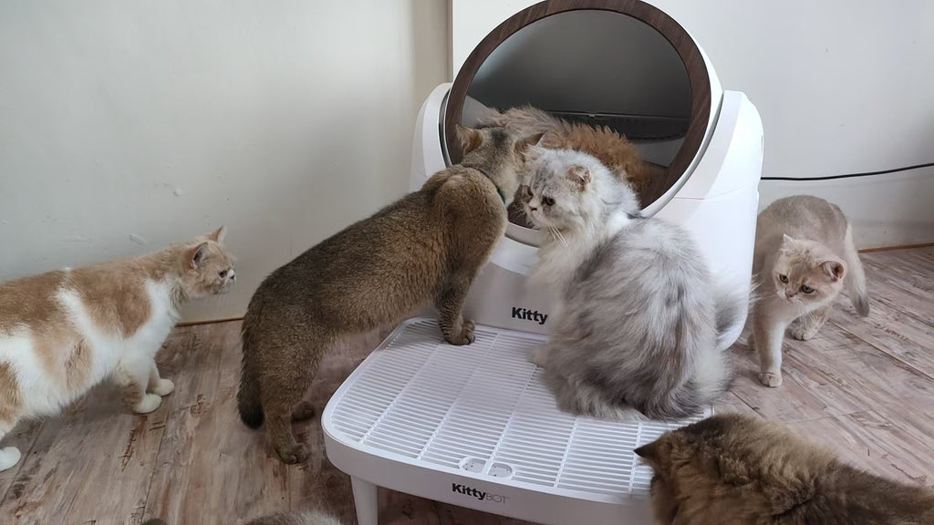KittyBOT Litter Box + Hygiene Step Bundle