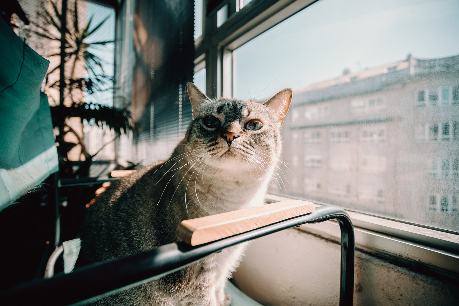 KittyBOT in a home setting