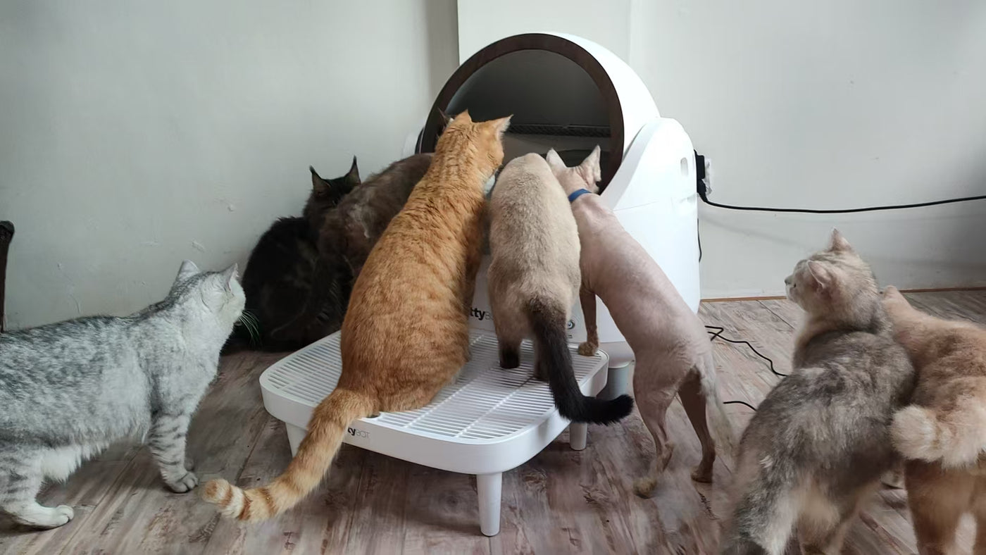 KittyBOT testing in an active multi-cat environment